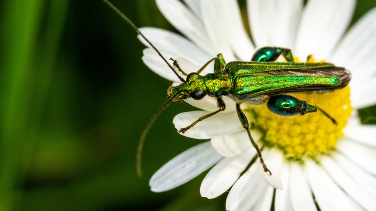 Thick-legged flower beetle on a daisy at Wicken Fen National Nature Reserve, Cambridgeshire
